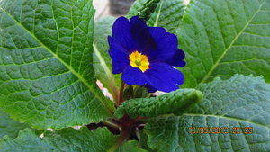 IMG_7486_1.jpg