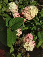 IMG_20200806_153123.jpg