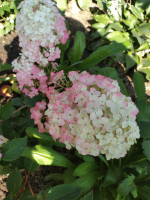 IMG_20200806_153100.jpg