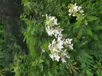 IMG_20200811_101018.jpg