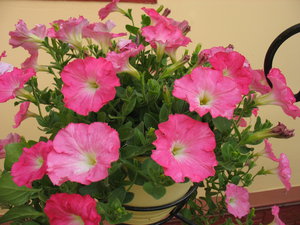 IMG_8144.jpg