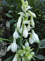 IMG_20200822_170634.jpg
