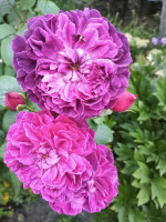 IMG_20200905_175655.jpg