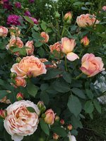 IMG_20200627_203126.jpg
