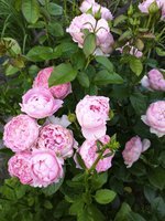 IMG_20200627_203403.jpg