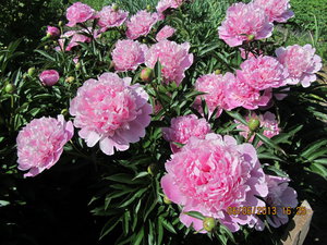 IMG_0027_1.jpg