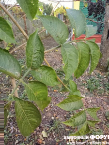 IMG_20201008_171226.jpg