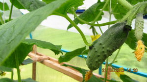 IMG_1605_1.jpg