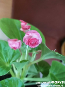 IMG_20210126_172521.jpg