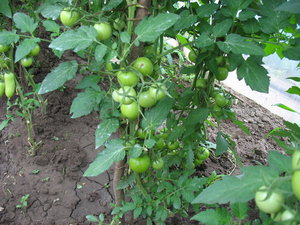 IMG_8368 п.jpg