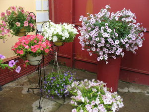 IMG_8311 ф.jpg