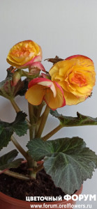 IMG_20210326_163815.jpg
