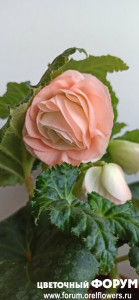 IMG_20210326_164725.jpg