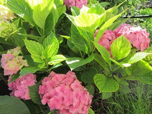 IMG_4972 1.jpg