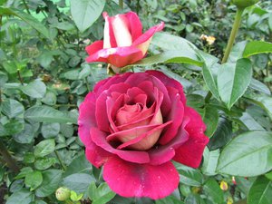 IMG_0087 1.jpg