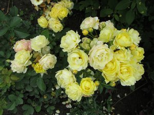IMG_0100 1.jpg