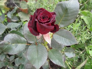 IMG_0135 1.jpg