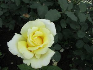 IMG_0138 1.jpg
