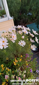 IMG_20210805_042521.jpg