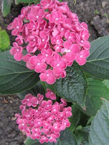 'Hopcorn' purple