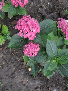 'Hopcorn' purple