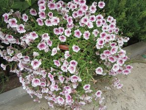 IMG_0204 1.jpg
