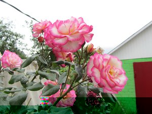 IMG_0201 1.jpg