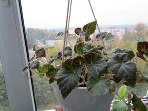 IMG_0231 1.jpg