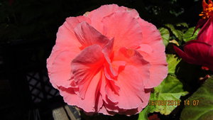 IMG_4560.jpg