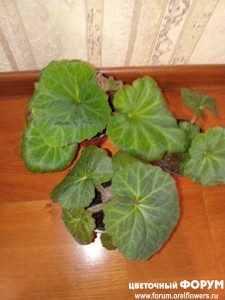 Кинг Сайз Алая