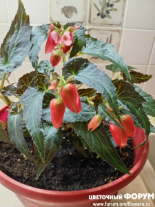 IMG_20250406_091029.jpg