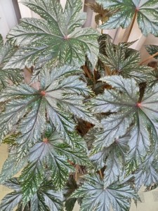 Бегония &quot;Грифон&quot;