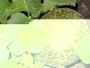 мои дыньки