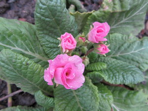 IMG_0349 1.jpg