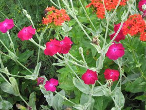 Копия IMG_0762.JPG