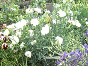 IMG_0997.JPG