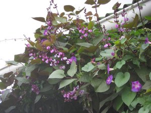 IMG_1070.JPG