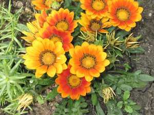 IMG_1001.JPG