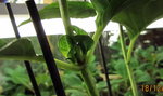IMG_8037_1.jpg