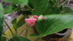 IMG_8195.jpg