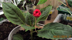 IMG_8730.jpg