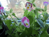 IMG_0453 1.jpg