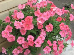 IMG_1038.JPG